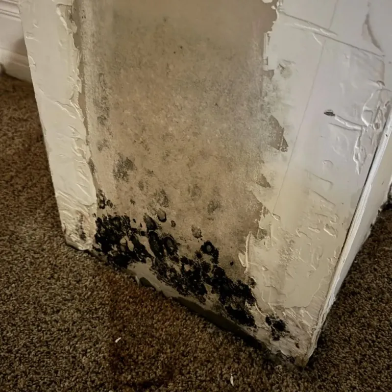Professional Mold Removal in Richmond County, NC